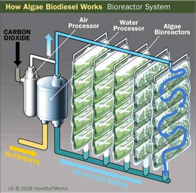 Biodiesel fra alger illustration